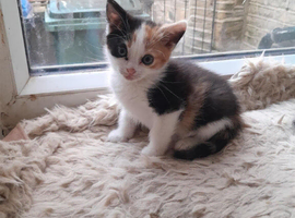 3 kittens