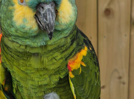 Blue Fronted Amazon Parrot