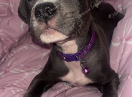 Amstaff puppies