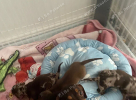Adorable Dachshunds looking for loving homes