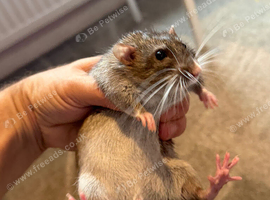 2 male rats 15 weeks old with large cage