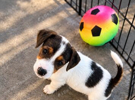 Jack Russell puppies for sale