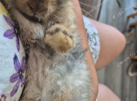 baby bunnies