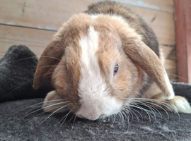 Buck mini lop rabbit