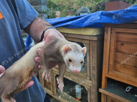 Ferret kits hobs and Jill's (Cinnamons)