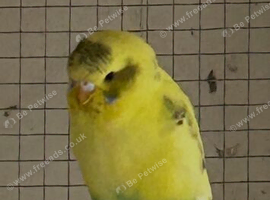 Budgies x2