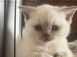 Bluepoint British Shorthair kittens