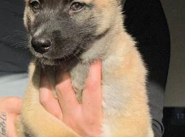 Shepsky puppies