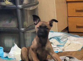 Belgian malanois puppies here for sale