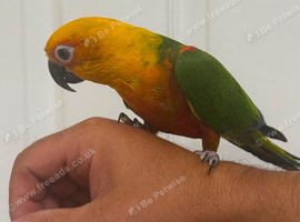 Hand tame Jenday conure 3 years old