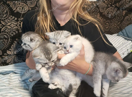 Kittens