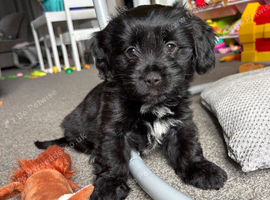 Shihpoo puppy