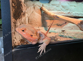 Red/Orange. Bearded Dragon