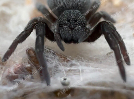 Sub/adult female VELVET SPIDER