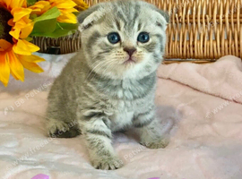 CUTEST SCOTTISH/BSH KITTENS (READY 17TH JULY)