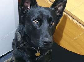 German shepherd cross