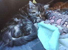 Kittens for sale