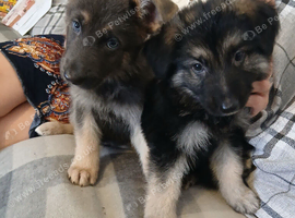 Stunning KC reg straight back German Shepherd pups
