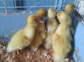 Aylesbury Ducklings for sale