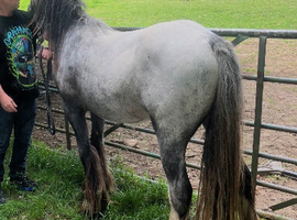 Pretty 2yr old cob filly
