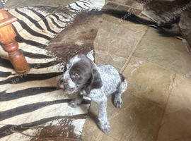 Kc German wiredhaired pointer pups