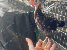 Modern game bantam cockerels