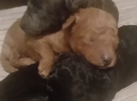 2 beautiful girls left available