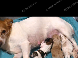 Shih tzu / Jack russell male