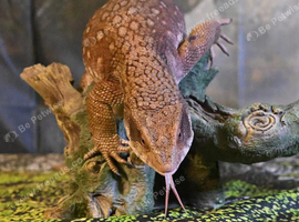 Male Savannah monitor