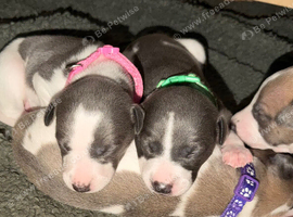whippet puppy&rsquo;s blue/brindle blue/white