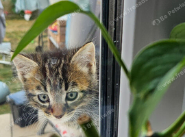 Tabby kitten female