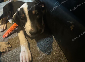 18 week old puppies for sale ridgeback mastiff