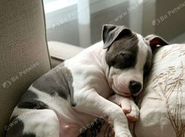 Want a staffy puppy