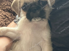 5 pugzu puppies