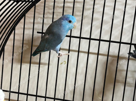 Baby parrotlets