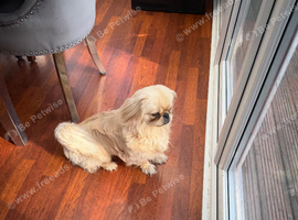 I have a male for sale due he is very playfulonly 9 months old I can&rsquo;t keep him as I have a dog and couldn&rsquo;t possibly look after him as I&rsquo;m a pensione