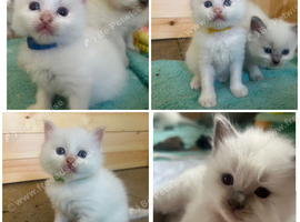Beautiful Ragdoll kittens