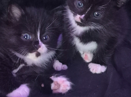 3 kittens available from 6th june 2026