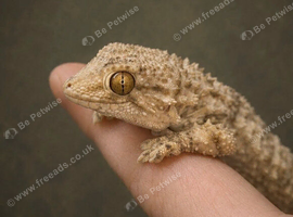 Moorish Geckos