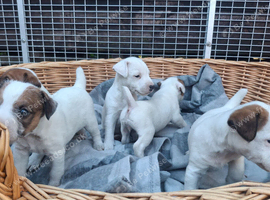 Traditional Jack Russell Terrier pups
