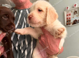 Beautful home raised  litter of labradoodles for sale