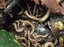 Benoitolus siamensis - Siamese Glow Millipede