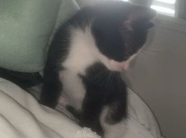 8 week old female