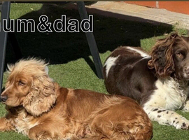 cocker spaniel puppies