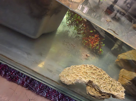 3 turtles 2 terapins tank filters heaters food
