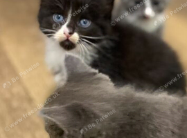 Adorable kittens needing forever homes