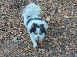 3 year old castrated male pomci