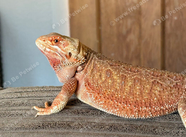Beautiful girl for rehome with setup