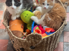 Stunning Maine Coon Kittens &ndash; Excellent Champion Bloodline