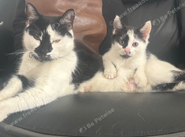 kitten ready for new homes